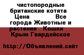 чистопородные британские котята › Цена ­ 10 000 - Все города Животные и растения » Кошки   . Крым,Гвардейское